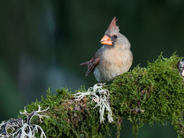 Northern Cardinal ♀ / bird