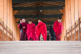 Vier Mönche und ein Hund / Auf der Brücke vor Punakha Dzong, Bhutan.