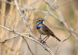 Blaukehlchen / ***