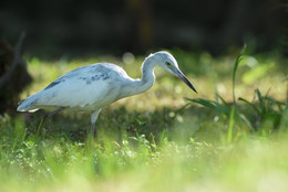 Little blue heron~juvenile / ***