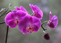 Orchid / ***