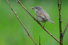 Grau Warbler / ***