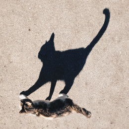 Shadow und ihre Katze / ***
