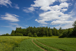 Sommer / ***