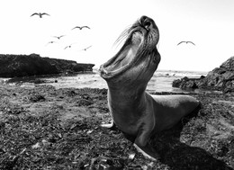 Anrufen / Elephant Seal Vista Point - San Simeon, CA