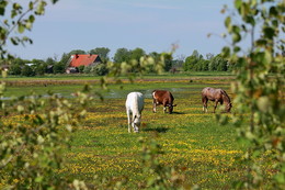 Sommer-Studie / ***