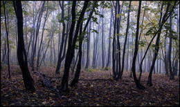 in den herbstlichen Wald / ***