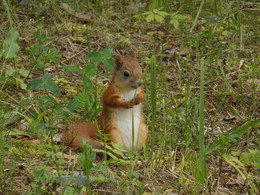 Eichhörnchen / ***