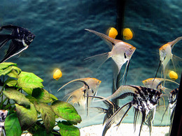 Unterwasser- / ***