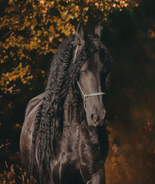 Porträt eines Pferdes / ***