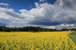 &nbsp; / Rapeseed fields along the old road to Lahti