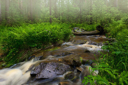 Forest River / ***