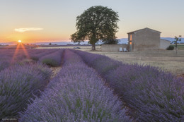 Lavendel Sonnenuntergang / ***