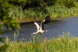 Storch / ***