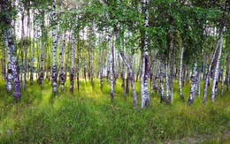 Birches / ***