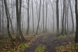 Herbstwald / ***