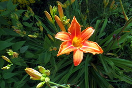 Blumen / ***