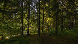 Waldpfad / ***