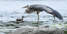 Great blue heron (male) / ***