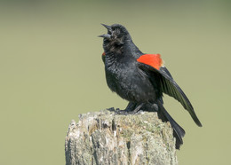 Red-winged Blackbird (male) / ***