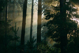 Sonnenaufgang im Wald / ***