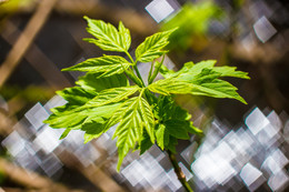 Leaves / ***