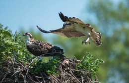 Osprey (juvenile) / ***