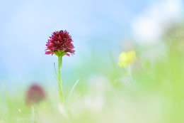 schwarzes Kohlröschen / schwarzes Kohlröschen