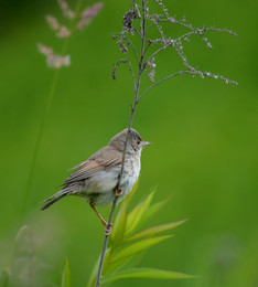 Grau Warbler / ***