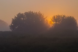 Igel im Nebel / ***