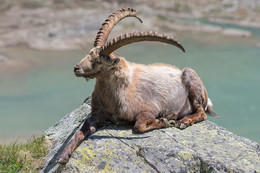 Steinbock / Steinbock