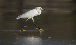 Snowy egret / ***