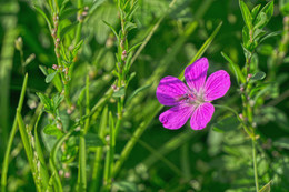 Wilde Blume / ***