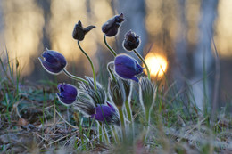 sehen, die Sonne / ***