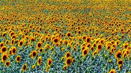 Sonnenblumen / ***