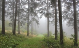 Spaziergang im Nebel / ***