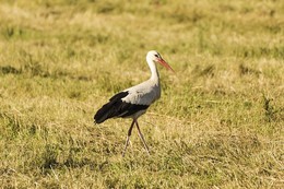 Storch / ***