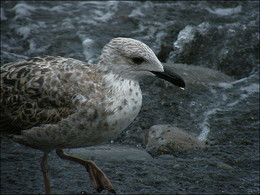 SEAGULL / ***