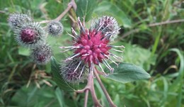 Thistle / ***