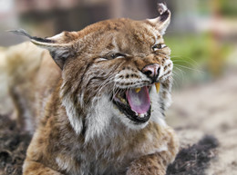 Luchs / ***