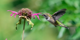 Ruby-throated hottingbird (female) / ***