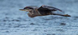 Great blue heron / ***