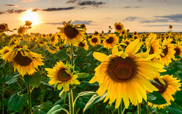 Sonnenblumen ... / ***