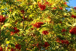 Ende der Saison / ***