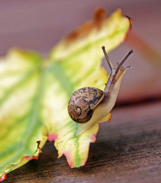 Schnecke und Herbst / ***