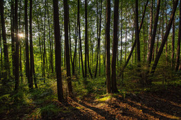 Sunny Wald / ***