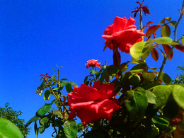 ¡Qué hermosas son las flores! / ***