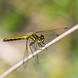 Dragonfly / ***