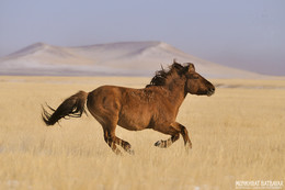 Mongolian Horse / Mongolian Horse