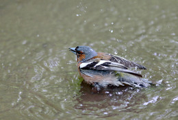 Wasserbehandlungen / ***